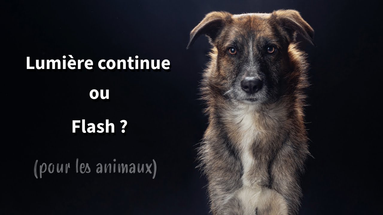 Flash Studio Professionnel SP-250M – Éclairage Testé Et Fonctionnel – Occasion