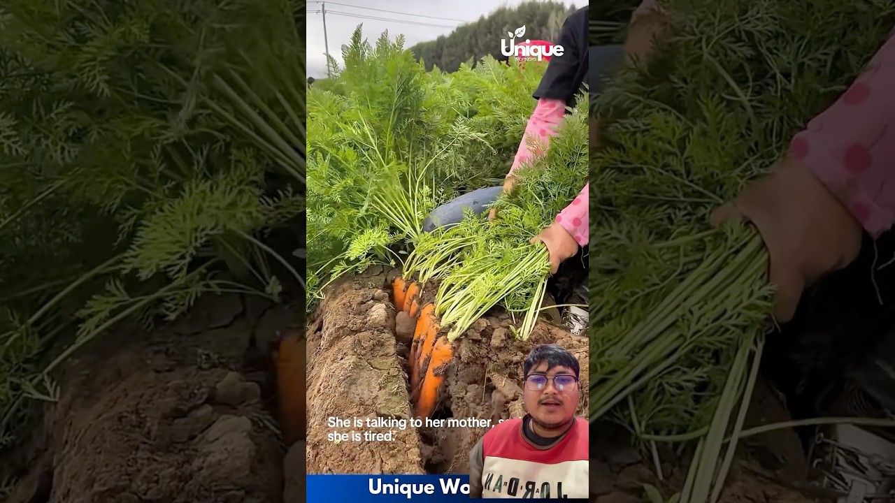 Gajer kheti garisake paxi yettiko falnu parxa 