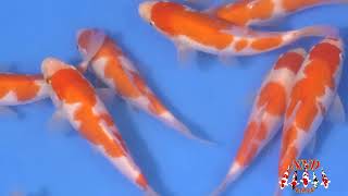 Waiting for Ta-agari ( new crop Tosai ) Koi Show 2022!