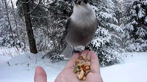 Friendly Grey Jay