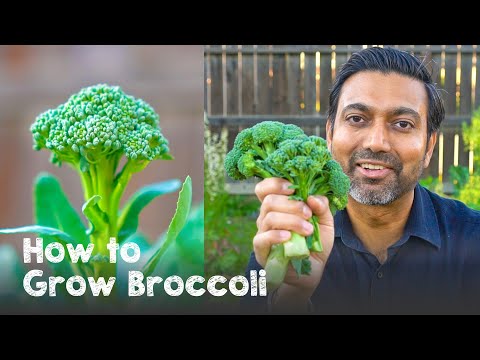 Video: Broccoli: Preparing For Sowing Seedlings