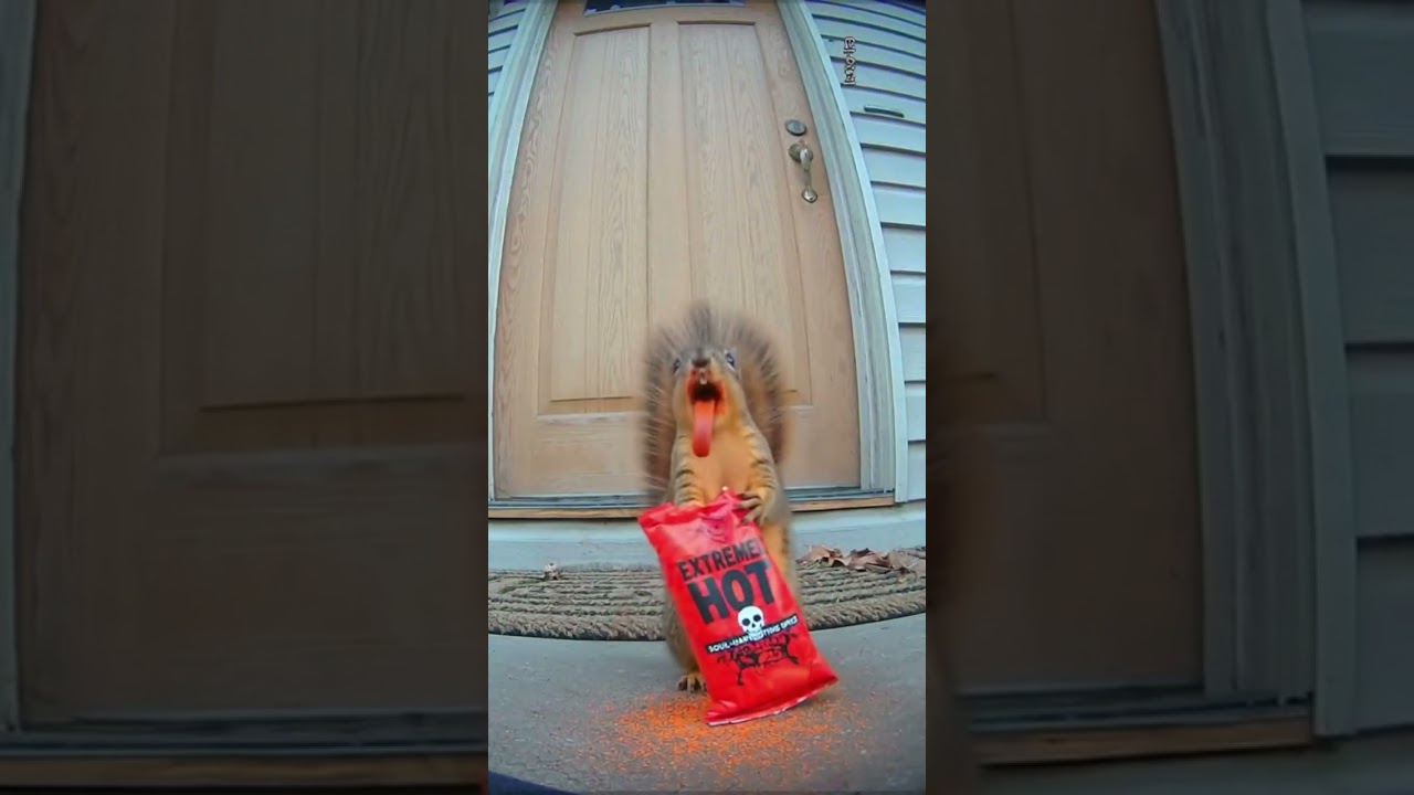 Squirrel Freaks Out After Eating EXTREMELY HOT Chips! 🔥🐿️