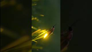 Firefly #shorts