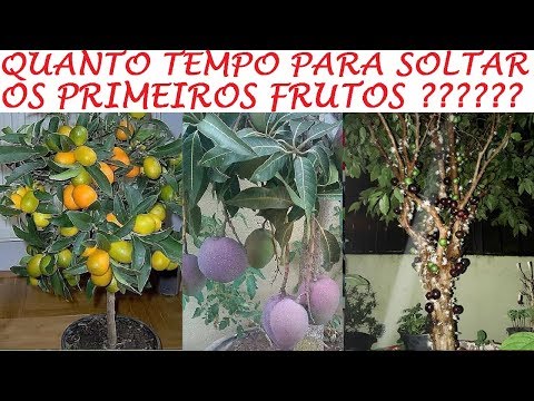 Vídeo: Cerejas Frutíferas: Em Que Ano Começa A Frutificar E A Florescer? O Que Afeta O Tempo De Frutificação?