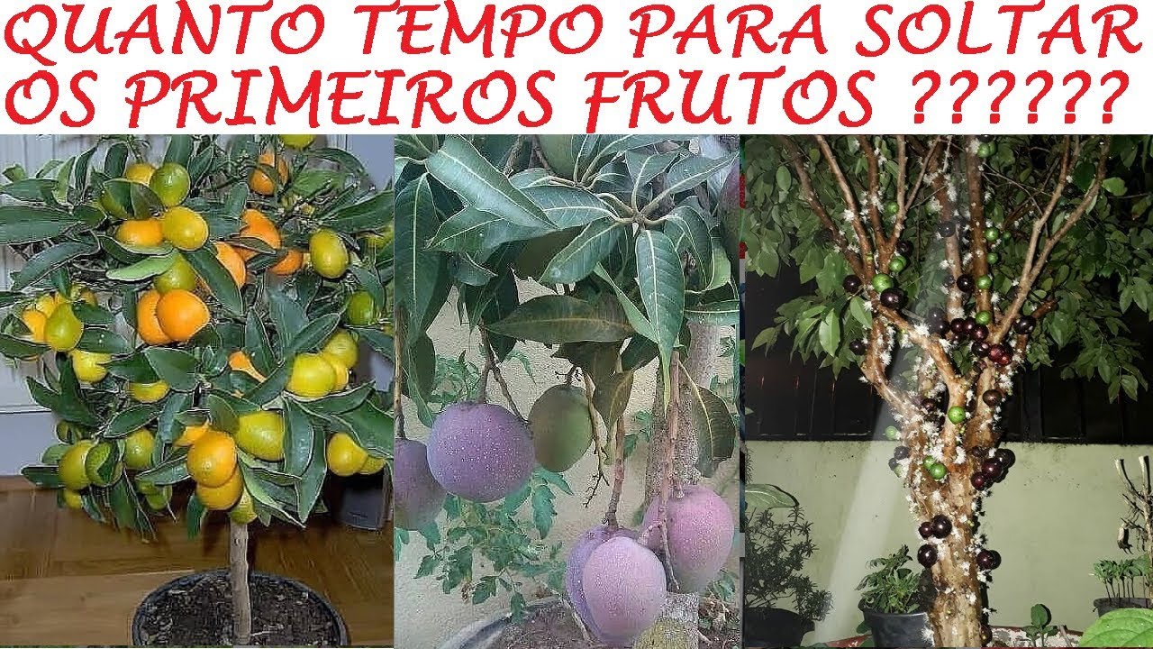 Quanto Tempo para Frutífera começar a produzir frutas?
