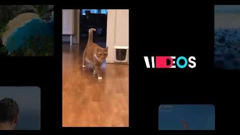 is your cat kinda dumb?