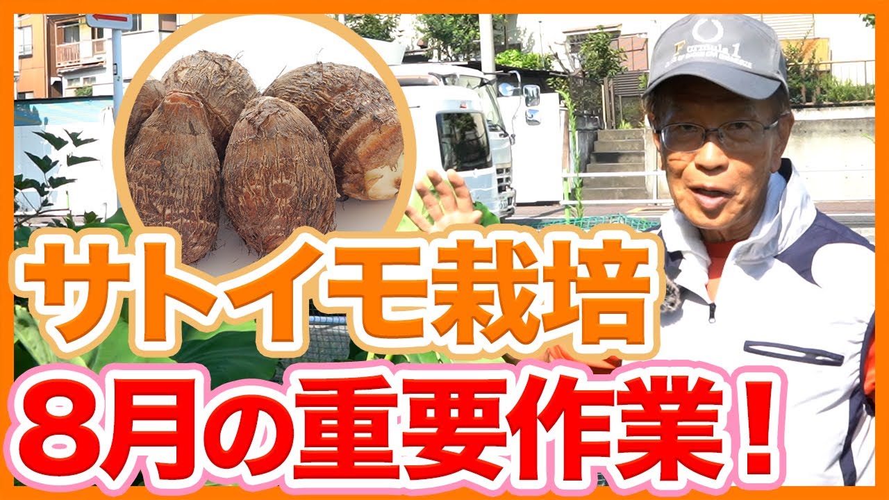 「芋様」 フォロー割　　US10.5 予告】JQカードご利用で5％OFF │フランフラン │ ショップブログ