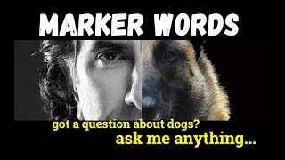 The Difference Between Good and YES - Marker Words in Dog Training - Dog Training Video