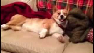 Pooped Out Corgi Pup