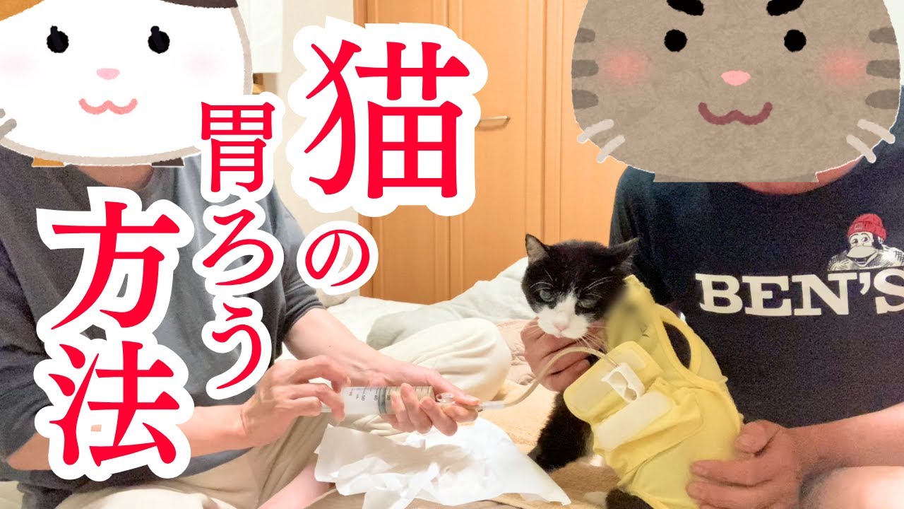 【猫の胃ろうチューブdeごはん】15歳マロンちゃんにこうやってごはんをあげています　#扁平上皮癌　#左顎切除