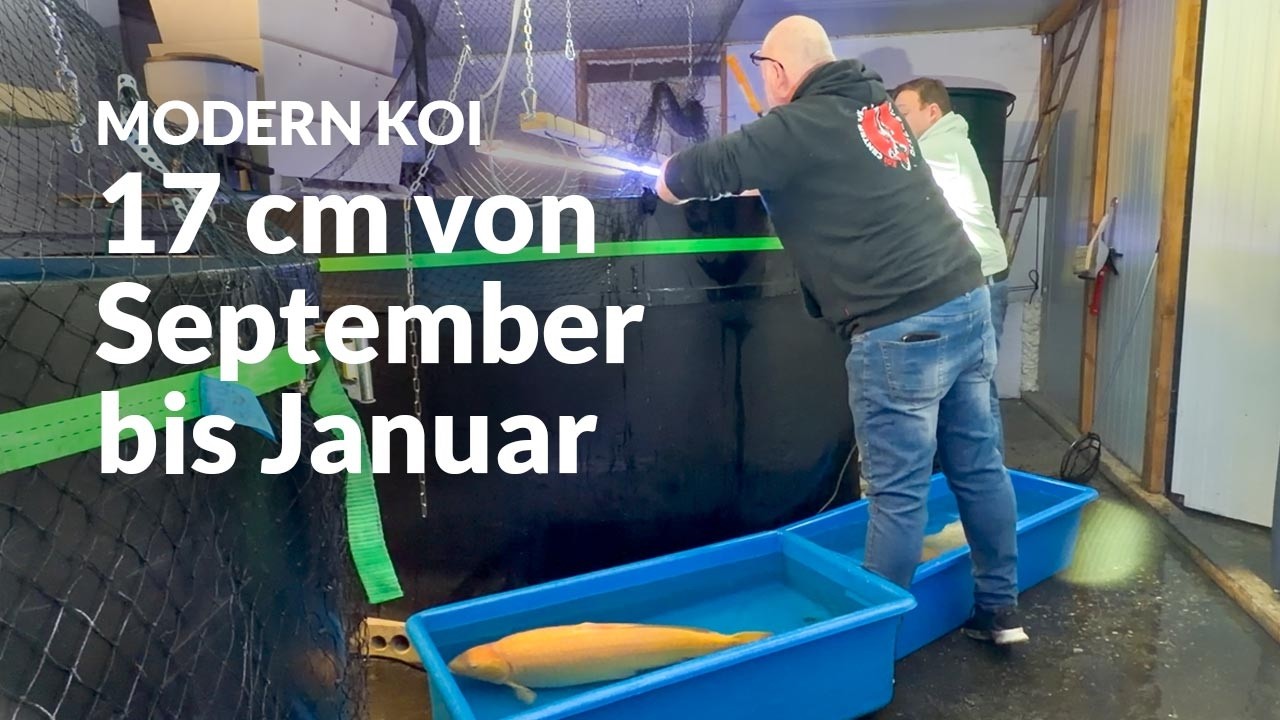 Die ersten Ergebnisse von Georgs Aufzucht | Modern Koi Blog #7921