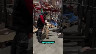 Pratik Zekasıyla Yerinden Kayan Yük Paletini Düzelten Çalışan