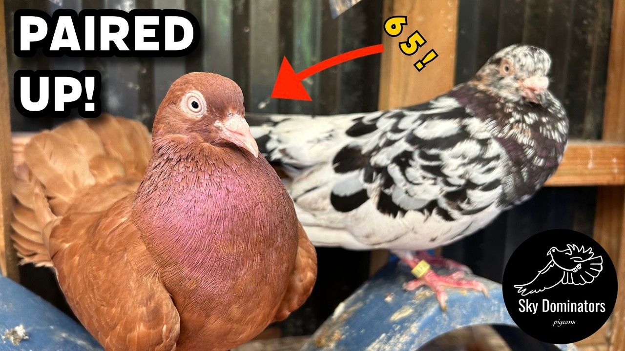 Новая пара образовала пару — малыши растут ОЧЕНЬ быстро!