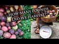 Grow Tub Potato Harvest!  How many pounds did our containers yield?