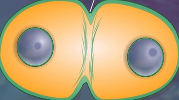 Cytokinesis HD Animation