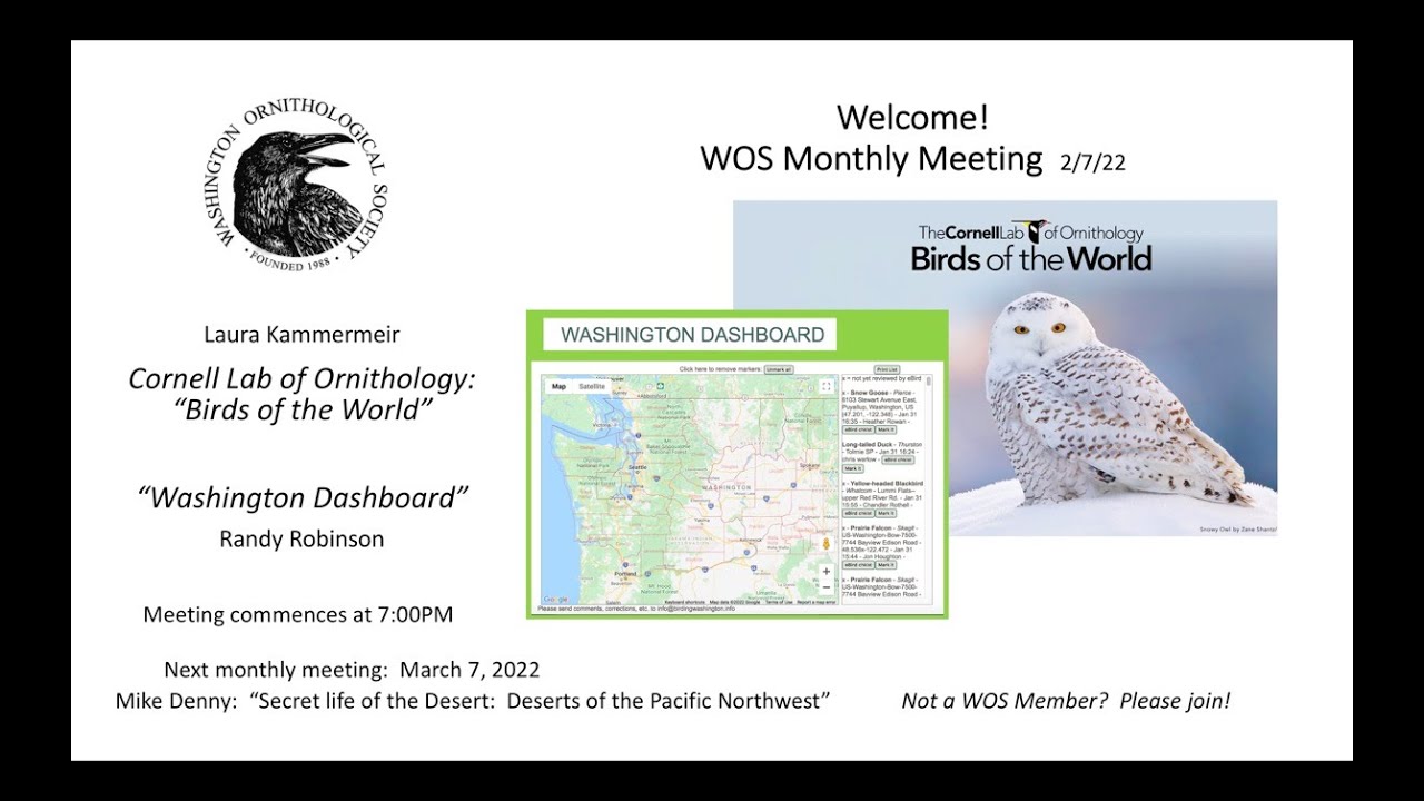  cornell labs birds of the world washington birder s dashboard wos
