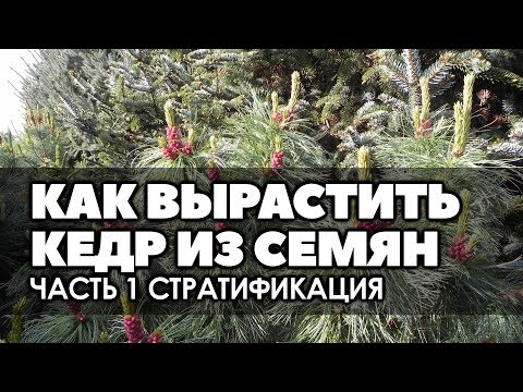 &#55356;&#57151;❄ Как вырастить кедр из семян Часть 1 Стратификация