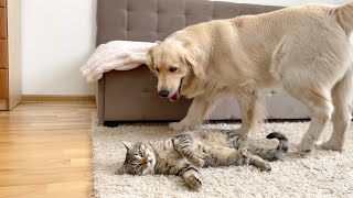 What Does Golden Retriever do When He Finds Cat in a Bad Mood by Buddy 18,936 views 1 month ago 1 minute, 59 seconds