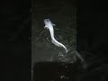野生のアルビノ個体ナマズ リリースするだけの動画 泳ぐ姿が良い Albino catfish