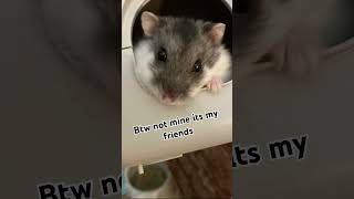 Hamster #hamster #hamstervideo #hamsters