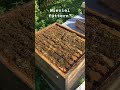 Wieviel Futter brauchen die #Bienen #imkerei #beekeeping