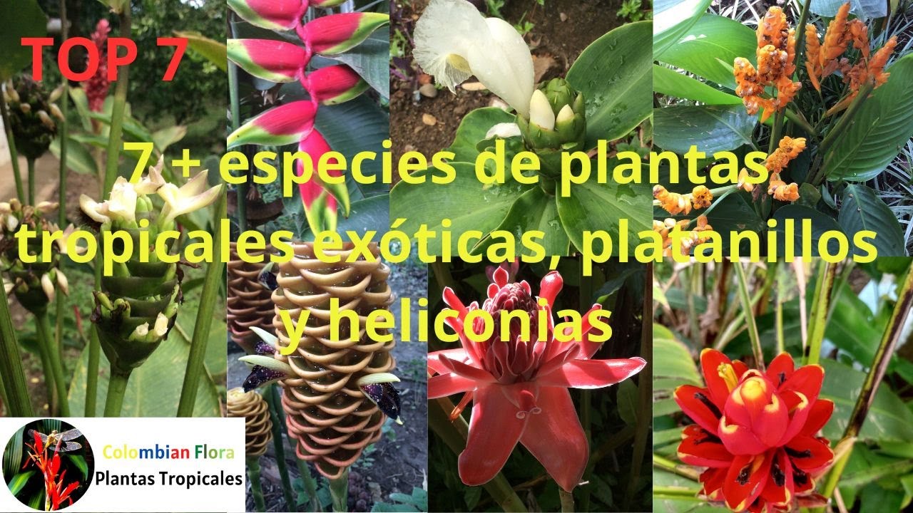 7 видов экзотических тропических растений, платаниллы и геликонии.