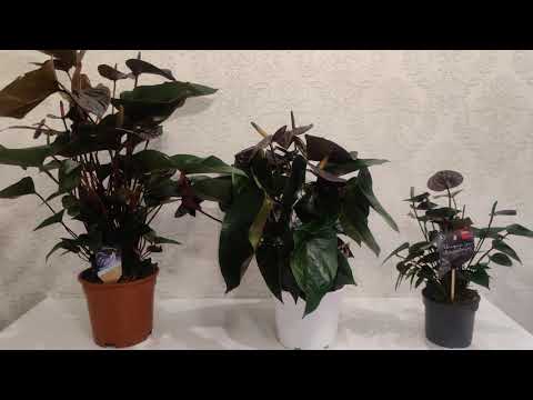 Vídeo: Anthurium Black (37 Fotos): Varietats De Cultiu 