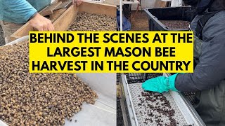 How 3 Million Cocoons Are Cleaned at the Largest Mason Bee Harvest in the Country | Rent Mason Bees