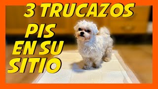 Enseñar a un cachorro a hacer sus necesidades en el empapador | Educar Perros ❤