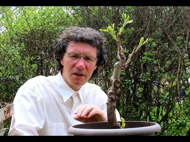 Horse Chestnut bonsai, May 2015 - YouTube
