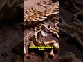 🦖 A Dinosaur’s Last Meal Still Exists