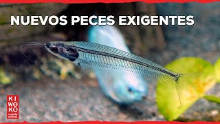 NUEVOS PECES EXIGENTES CRISTAL DEL JAVA