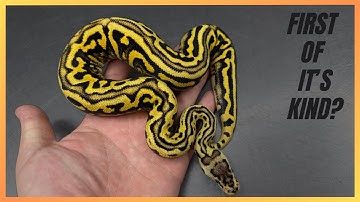 The Puzzle Project Is Taking Things to the Next Level!