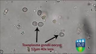 Toxoplasma gondii (Tiger)