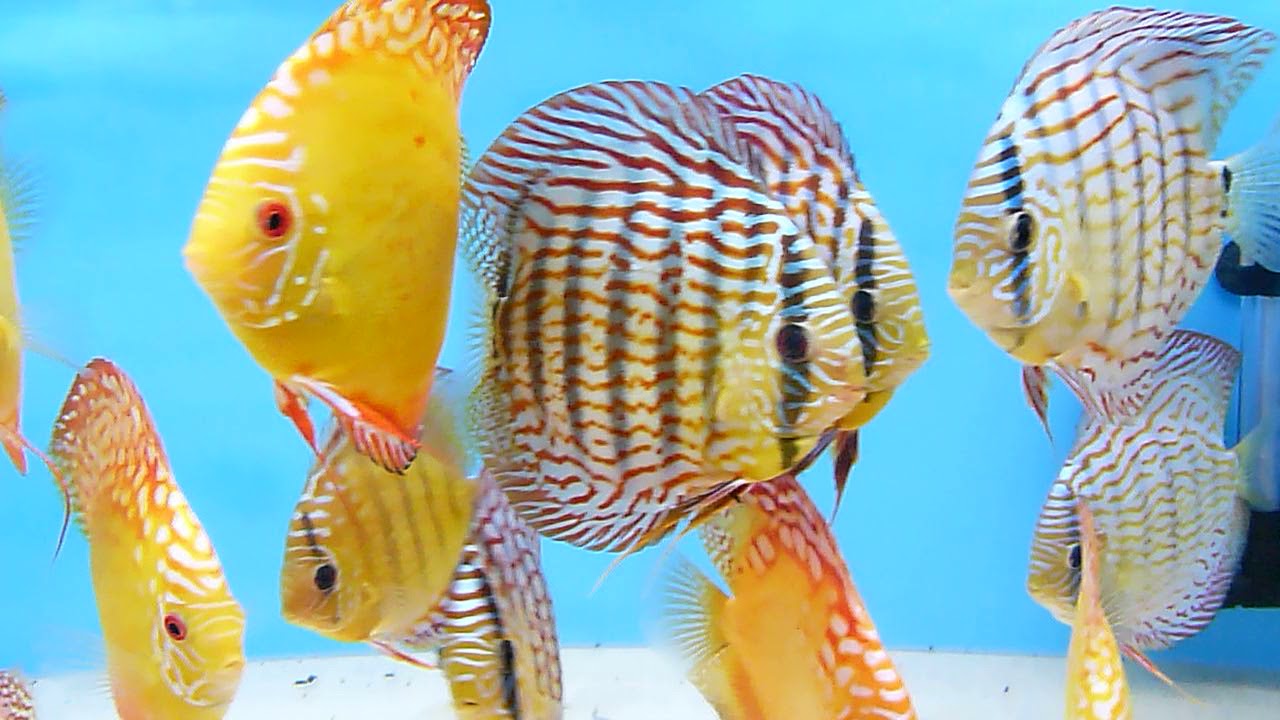 discus america messing with the hd video of a lumix fz100 YouTube