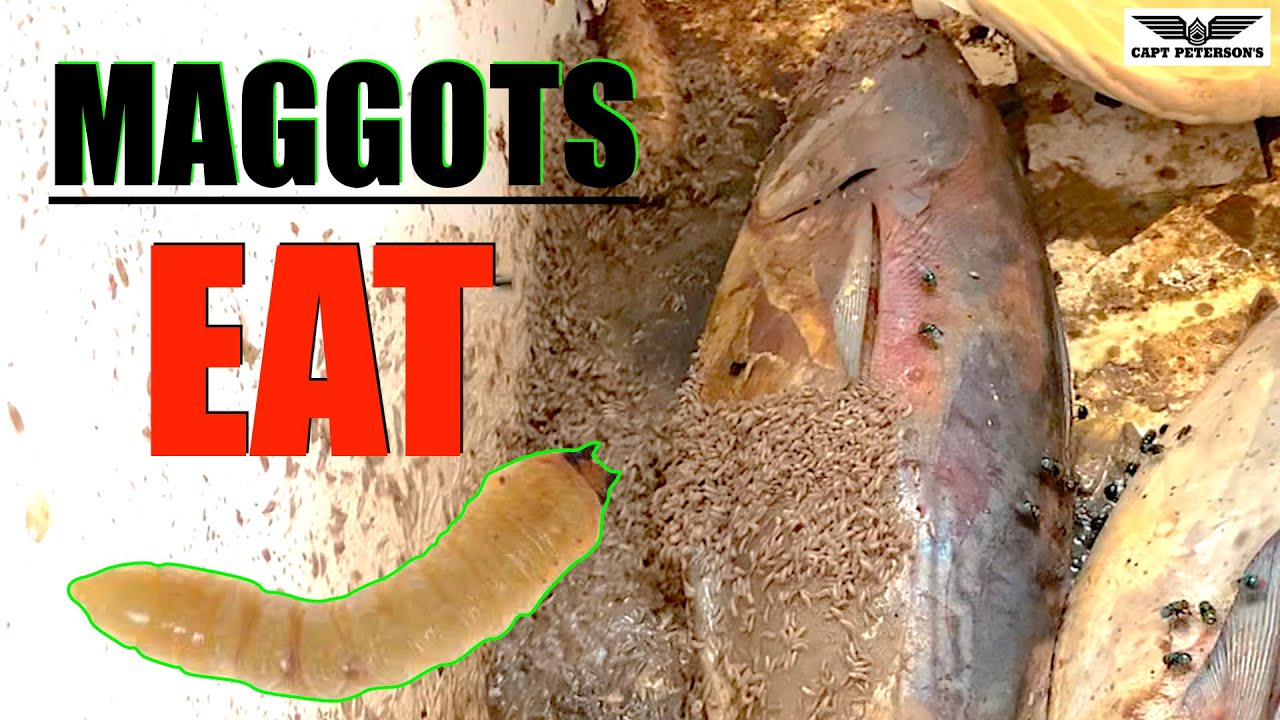 Maggots EATING ROTTEN FISH in my cooler YouTube