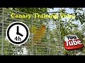 Canary Singing - Training Video 4 Hours (Long version)