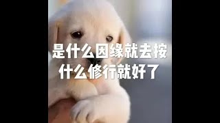 201801 是什么因缘就去按什么修行就好了23071