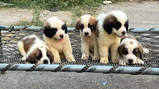 Saint Bernard || Saint Bernard puppy || Dog Puppy || Puppy for sell || Dog for sell || Cute puppy