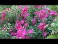 Rose Stadt Rom Groundcover Roses Of The Siberian Garden