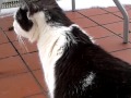 Katze...Indiras letzter Tag...Abschied