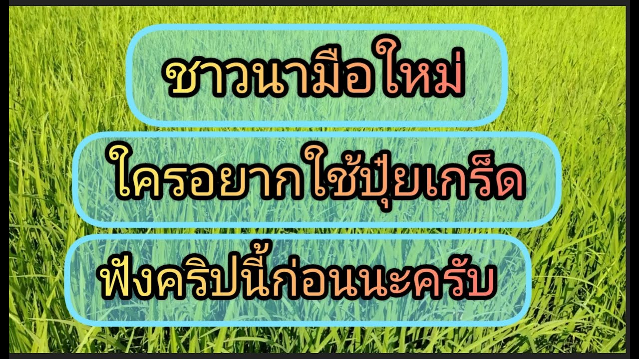 ปุ๋ยเกร็ดคืออะไรใช้ยังไงใช้ตอนไหน