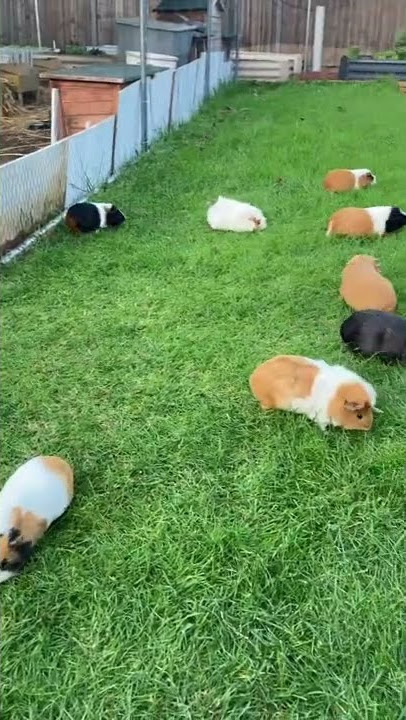 Guinea pigs mowing my back yard