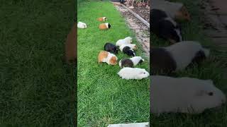 Guinea pigs mowing my back yard