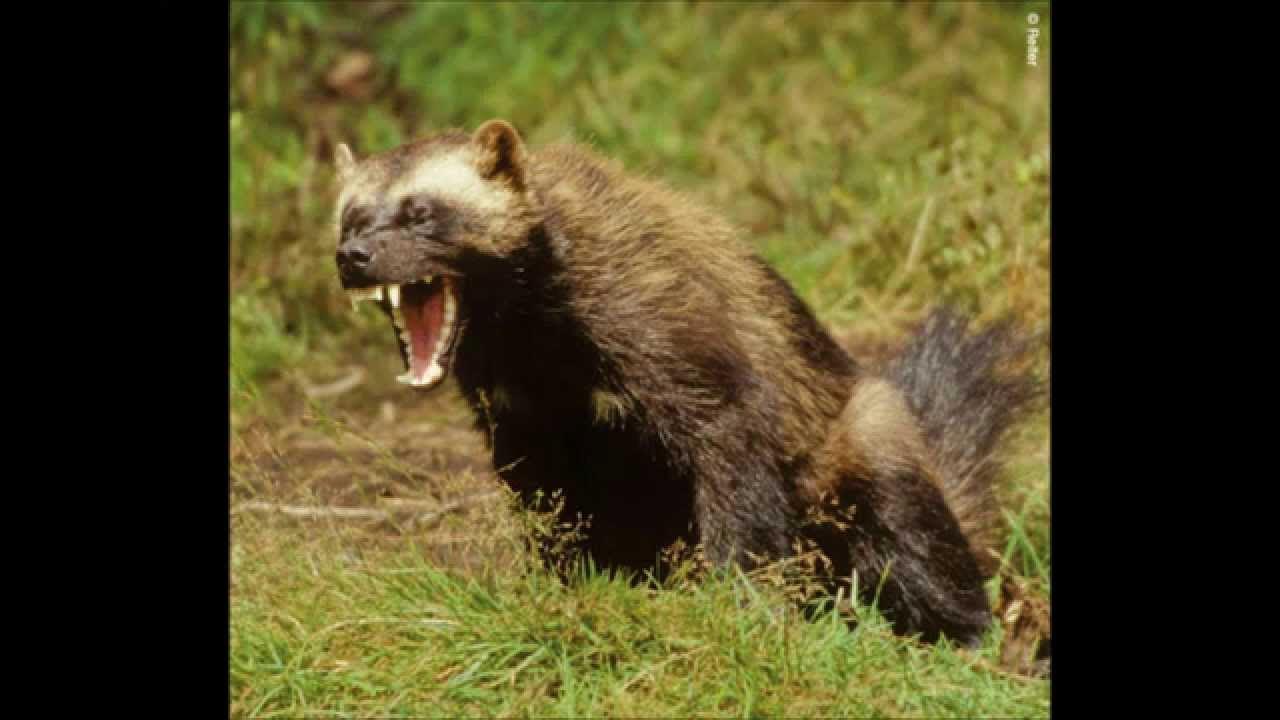 Wolverines VS Grizzly Bears - YouTube