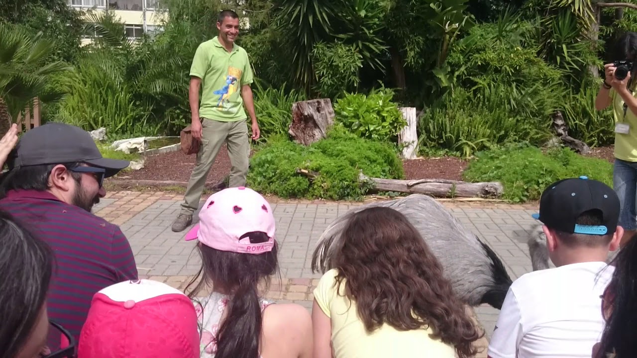 Jardim Zoologico de Lisboa Show de Aves YouTube
