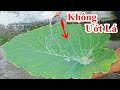 Cách Làm Ướt Lá Môn Đơn Giản Mà Không Ai Nghĩ Ra / Mẹo Làm Sao Thấm Ướt Là Môn Bạc Hà . wet leaves