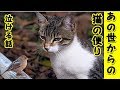【猫 不思議】帰ってきてくれてありがとうもう天国へ帰りなさい(猫 感動 泣ける話 保護 涙腺崩壊 感涙 動物 動画 里親)招き猫ちゃんねる