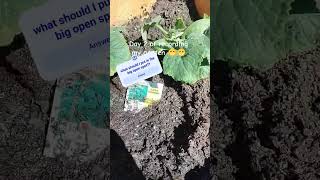 Day 2 #foryou #garden #fyp #gardening #plants #progress #tuff #music #comment #q&amp;a