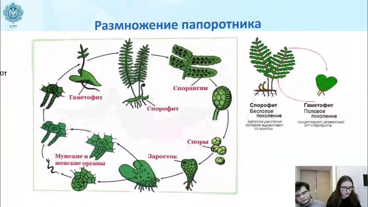 Какие способы размножения встречаются у растений